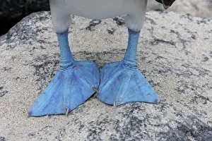 Ecuador Prints: Blue-Footed Booby - close-up of feed. Espagnola Island - Galapagos
