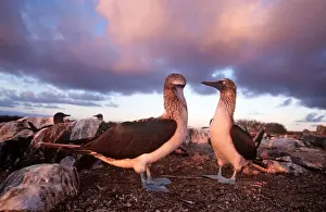Sunsets And Sunrise Prints: Blue-footed Booby - courtship display at sunset - Cape Douglas