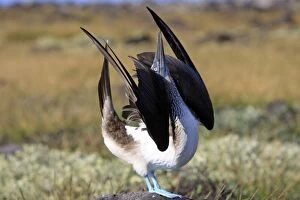 Blue-footed Booby - display