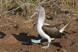 Blue Footed Booby - displaying