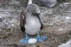 Blue-Footed Booby - with egg