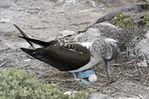 Eggs Prints: Blue-Footed Booby - with egg. Espagnola Island - Galapagos