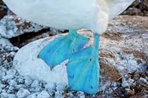 Images Dated 14th November 2007: Blue-footed Booby - endemic Galapagos subspecies. Blue feet. Galapagos