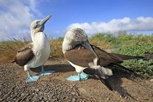 Booby Gallery: Blue-footed Booby - Espanola Island