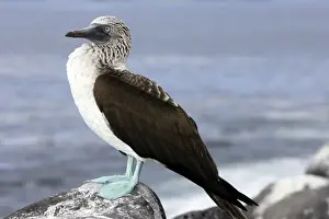 Blue Footed Booby. Lobos Island. galapagos Islands