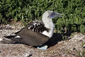 Blue-Footed Booby - at nest with egg