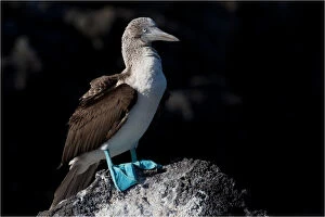 Boobies Gallery: Blue-footed Booby - Perched on a rock - San Cristobal