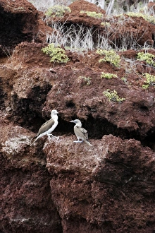 Boobie Gallery: Blue Footed Booby. Rabida Island. Galapagos