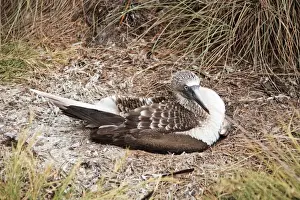 Blue-footed Booby. Seabird in the gannet family Sulidae. Nayarit Mexico in April