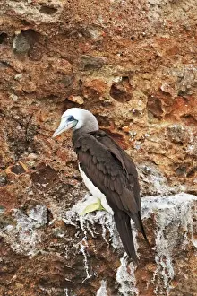 Blue-footed Booby. Seabird in the gannet family Sulidae. Nayarit Mexico in April