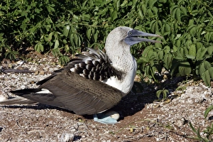 Images Dated 12th April 2005: Blue Footed Booby. Seymour Island. galapagos Islands