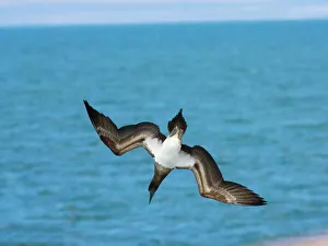 Seascape Collection: Blue-footed Booby (Sula nebouxii excisa = Morus) - endemic Galapagos subspecies. Diving for fish