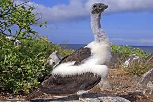 Blue-footed Booby - young