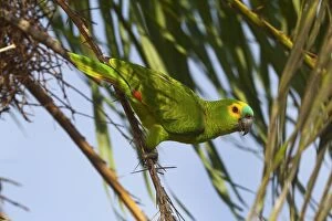 Images Dated 15th July 2010: Blue-fronted Parrot / Blue-fronted Amazon / Turquoise-fronte