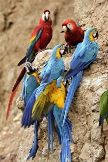 Blue gold macaw clay lick