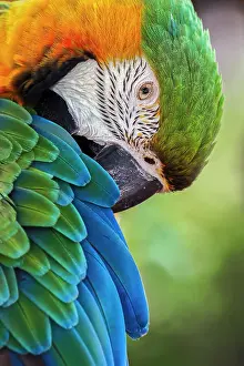Preening Prints: Blue and gold macaw Date: 31-12-1999