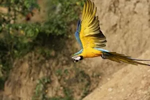 Blue and Gold Macaw - in flight