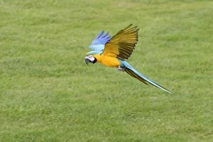 Images Dated 11th October 2004: Blue & Gold Macaw In flight Whipsnade Bedfordshire UK