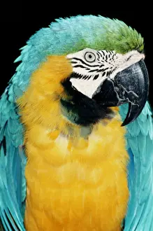 Blue & Gold Macaw KEL 1178 Panama to Paraguay Ara ararauna © Ken Lucas / ardea. com