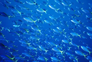 Fusilier Prints: Blue and Gold / Yellow and Blueback Fusilier Fish - Shoal Found in Indo-Pacific