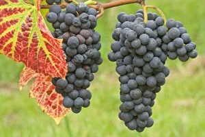 blue grapes - bunches of very ripe, blue grapes