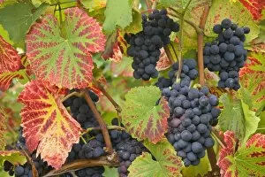 Images Dated 20th September 2007: blue grapes - bunches of very ripe, blue grapes hanging on vines in vineyard in autumn
