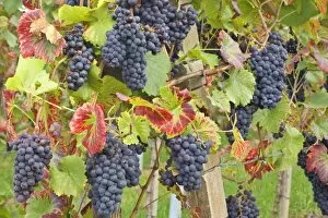 blue grapes - bunches of very ripe, blue grapes hanging on vines in vineyard in autumn