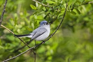 Images Dated 27th April 2012: Blue-gray Gnatcatcher