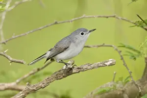 Blue-gray Gnatcatcher