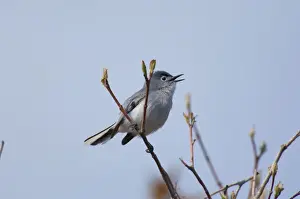 Communicate Prints: Blue-gray Gnatcatcher - Male perched on branch