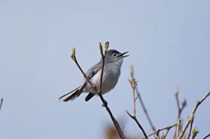 Blue-gray Gnatcatcher - Male perched on branch, May