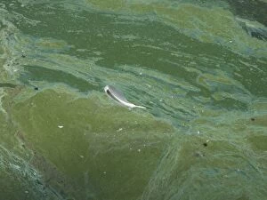 Images Dated 28th July 2011: Blue Green Algae - in reservoir - UK Summer 2011