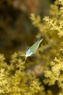 Images Dated 15th July 2011: Blue Green Damselfish