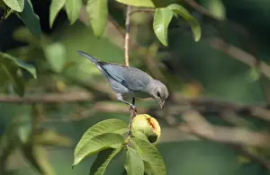 Tanager Prints: Blue-grey Tanager Central & South America