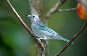 Blue-grey Tanager - In tree