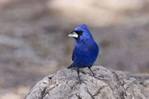 Blue Grosbeak - adult male
