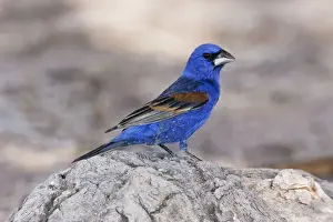 Grosbeaks Prints: Blue Grosbeak - adult male, Arizona, USA, July