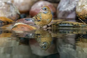 Behavior Collection: Blue grosbeak. bathing, Rio Grande Valley, Texas Date: 25-04-2021