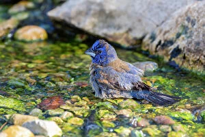Caerulea Gallery: Blue Grosbeak (Passerina caerulea) male bathing
