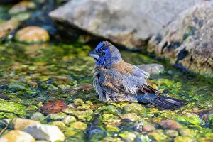 Bunting Prints: Blue Grosbeak (Passerina caerulea) male bathing Marion County, Illinois. Date: 21-06-2020