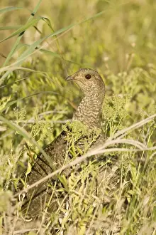Blue grouse, Dendragapus obscurus female. Washington in July