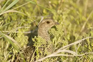 Blue grouse, Dendragapus obscurus female. Washington in July