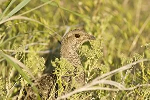 Images Dated 7th July 2008: Blue grouse - female