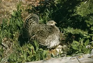 BLUE GROUSE - Female at nest with eggs