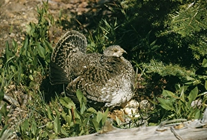 Images Dated 1st September 2004: KF-54