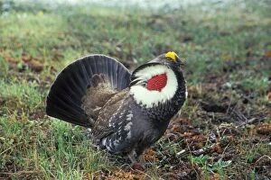 Blue Grouse - male performing spring mating display (hooting)