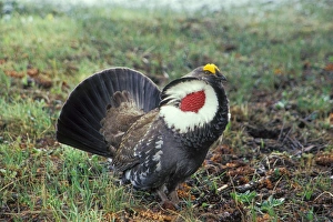 Blue Grouse - male performing spring mating display (hooting) Blue Grouse - male performing spring mating display (hooting)