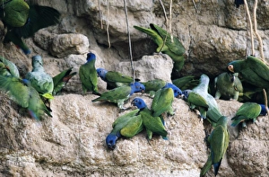 Blue-haeded Parrot - at a clay lick Blue-haeded Parrot - at a clay lick