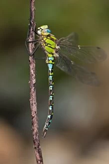Images Dated 13th September 2013: Blue Hawker male on branch