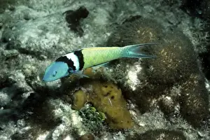 Wrasses Prints: Blue-head Wrasse - male - Caribbean